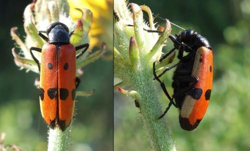 Réf. 237 220 : Mylabris quadripunctata