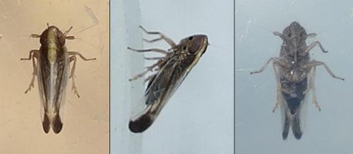 Kelisia sabulicola