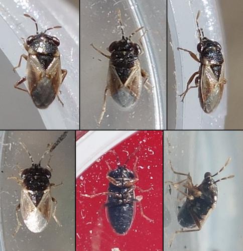 Réf. 237 827 : Geocoris pallidipennis