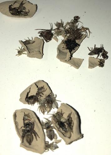 Sceliphron sp.