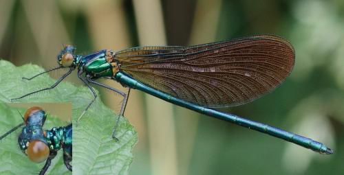 Calopteryx virgo meridionalis