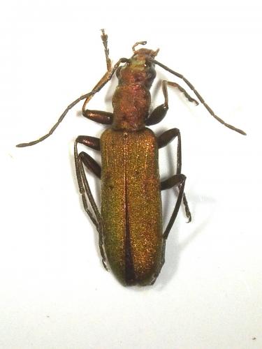 Chrysanthia viridissima