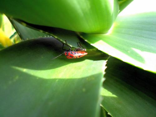 Spilostethus furcula
