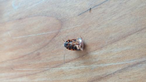 Periplaneta americana