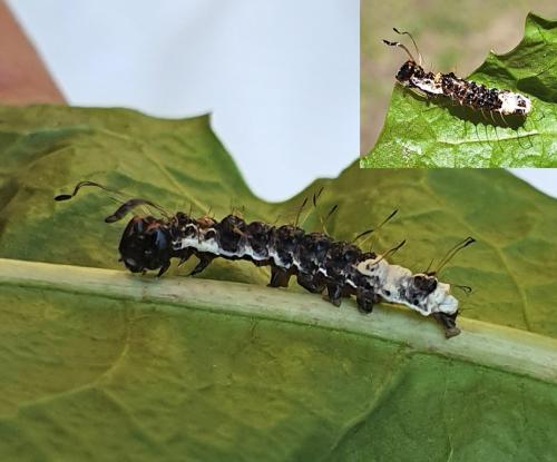 Réf. 237 239 : Acronicta alni