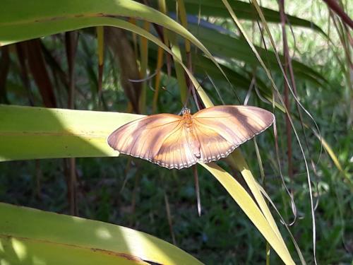 Réf. 237 149 : Dryadula phaetusa