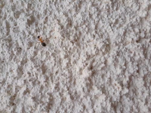 Réf. 237 236 : Formica sp.