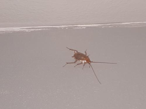 Planuncus vinzi