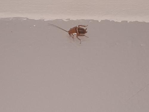 Réf. 237 289 : Planuncus vinzi