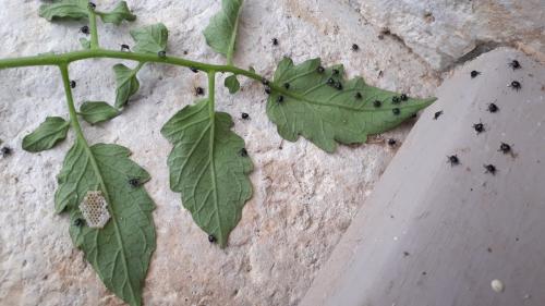 Nezara viridula