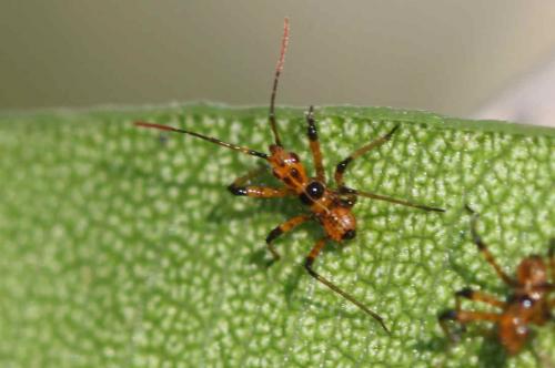 Réf. 237 879 : Rhynocoris sp.