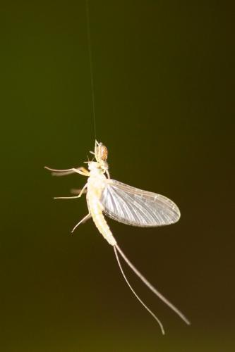 Procloeon sp.
