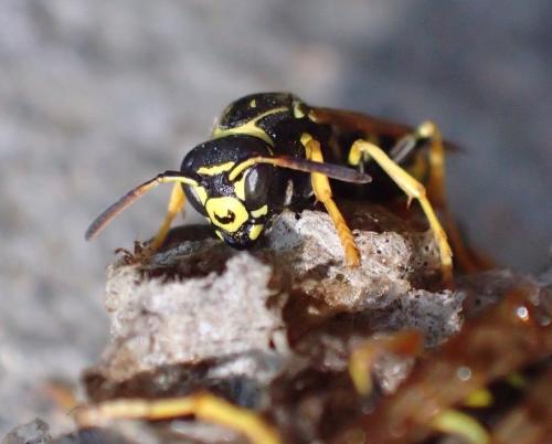 Polistes sp.