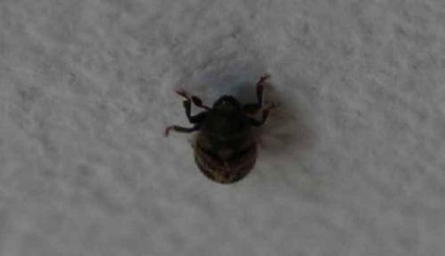 Hylesinus sp.