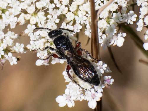 Réf. 237 127 : Tiphia femorata