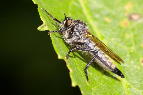 Réf. 237 773 : Machimus rusticus