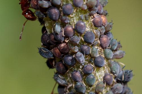 Réf. 237 857 : Aphis fabae cirsiiacanthoidis