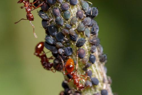 Aphis fabae cirsiiacanthoidis
