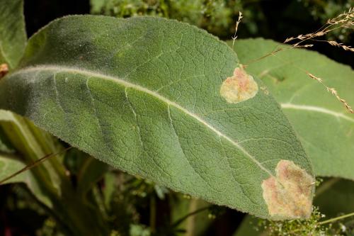 Amauromyza verbasci
