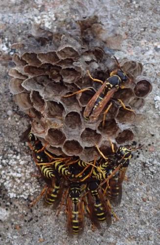 Polistes sp.