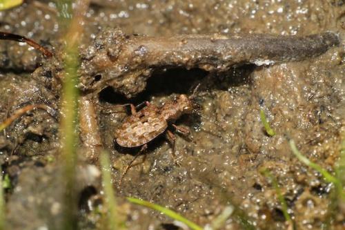 Elaphrus sp.