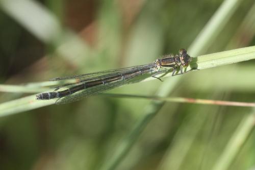 Réf. 237 351 : Coenagrion lunulatum