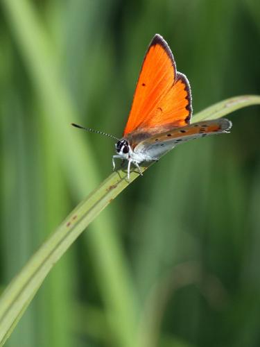 Réf. 237 392 : Lycaena dispar