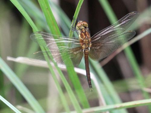 Réf. 237 300 : Sympetrum flaveolum