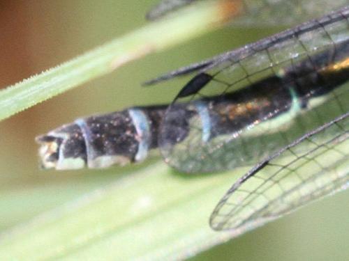 Coenagrion lunulatum