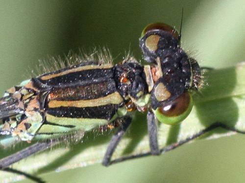 Coenagrion lunulatum