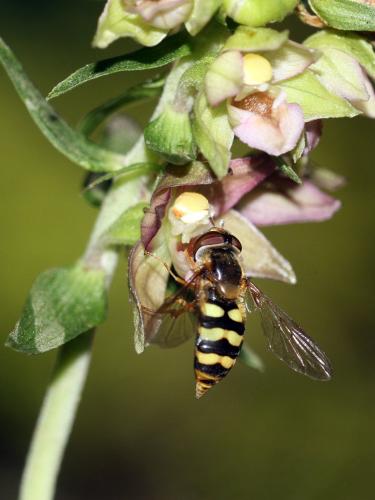 Réf. 237 505 : Eupeodes latifasciatus
