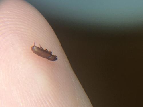 Tribolium sp.