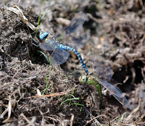 Aeshna affinis