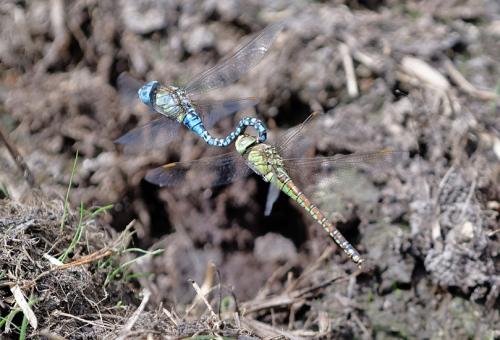 Aeshna affinis