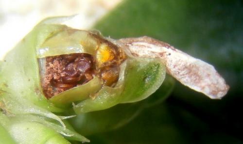 Réf. 237 843 : Coleophora texanella