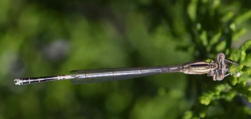 Platycnemis pennipes