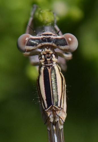 Platycnemis pennipes