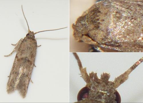 Réf. 237 613 : Blastobasis phycidella