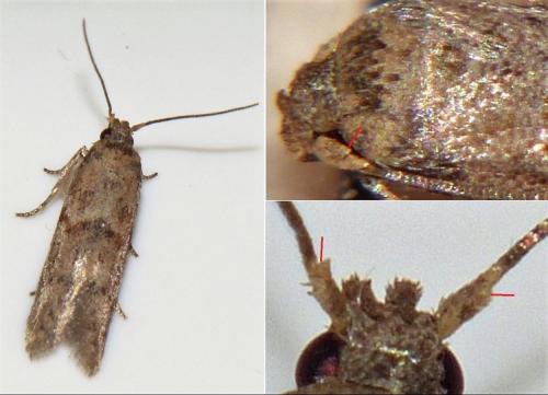 Réf. 237 655 : Blastobasis phycidella