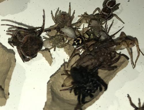 Sceliphron sp.