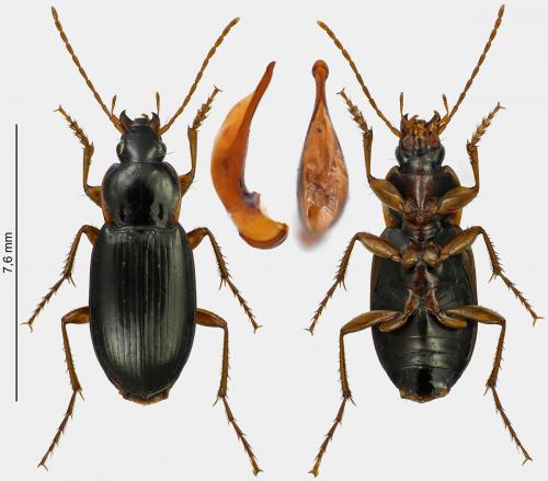 Calathus micropterus