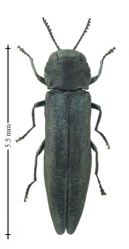 Agrilus betuleti