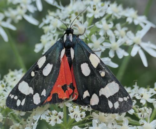 Réf. 237 709 : Callimorpha dominula