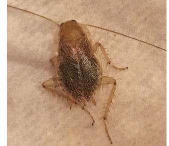 Planuncus vinzi