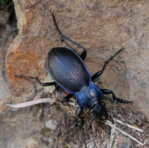 Réf. 237 474 : Carabus problematicus