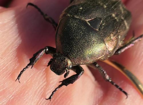Réf. 237 317 : Potosia cuprea