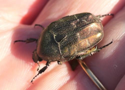 Réf. 237 316 : Potosia cuprea