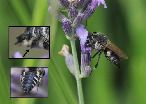 Coelioxys sp.