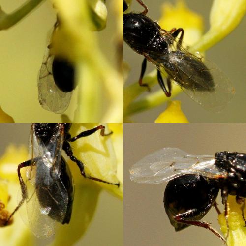 Réf. 237 386 : Figitinae inconnu