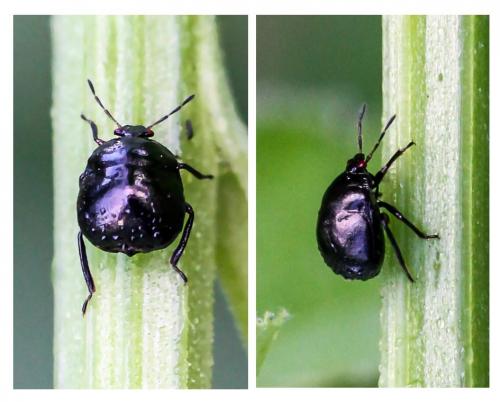Coptosoma scutellatum